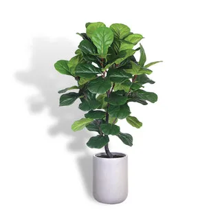 Artisan Artificial Fiddle Leaf Fig Tree 5ft image 3